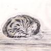 睡猫