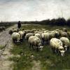 Sheep on the Moor