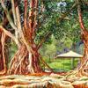 爪哇州别登佐格的印度橡胶树