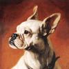 法国斗牛犬