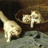 带甲虫的白色安哥拉小猫