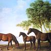 两只沙夫托母马和一匹小马驹（2）