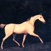 一匹属于威斯特摩兰勋爵的灰色马，在黑暗的背景下