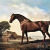 “亚历山大”，属于格罗夫纳勋爵的栗色种马，在奥克斯克罗夫特农场的围场里