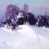 树上的雪