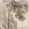 Forest Stream, Siverskaya
