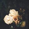白玫瑰和金银花