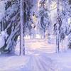 冰雪覆盖的冬季景观