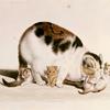 猫和小猫