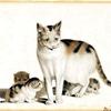 猫和小猫