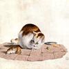 猫和小猫