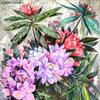 杜鹃花