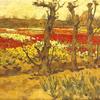 Tulip Field near Bennebroek