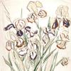 鸢尾花