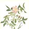 野生玫瑰和蓝眼草（蔷薇属和茜草属）