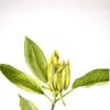 黄瓜树（白玉兰）