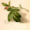 玫瑰花蕾