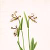 玫瑰花蕾兰花