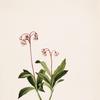Western Pipsissewa (Chimaphila umbellata)