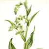 绿熊甘蓝（藜芦）