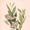 Stagger-Bush (Pieris mariana)