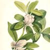 Swamp Magnolia (Magnolia virginiana)