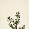 Box Huckleberry (Gaylussacia brachycera)