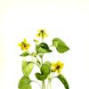 斯莫思·耶洛·维奥莱特（维奥拉·伊留卡普亚）