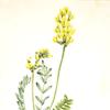False Locoweed (Oxytropia gracilis)