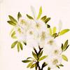 Drummond Willow (Salix drummondiana)