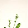 One-Leaf-Bog-Orchid (Habenaria obtusata)
