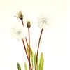 Slender Agoseris (Agoseris gracilens)