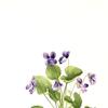 蝴蝶紫（紫罗兰）