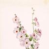 Orange-Eye Globemallow (Sphaeralcea davidsonii)