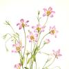 Saltmarsh Rosegentian (Sabbatia stellaris)