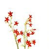 Gilia arizonica