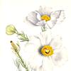 Matilija Poppy (Romneya coulteri)