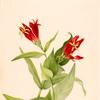Carolina Pink (Spigelia marylandica)
