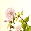 绿篱水草（花萼（旋花）乌贼属）