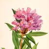 加州玫瑰湾（加州杜鹃花）