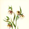 White Fairy Lantern (Calochortus albus)