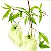 植物习作