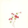 小花吉莉亚