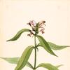 Turtlehead (Chelone glabra)
