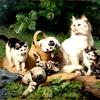 猫在玩耍