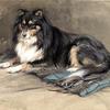牧羊犬