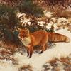 冬季风景中的狐狸