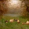 草丛中的鸭子家族
