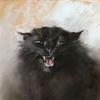 黑猫