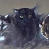 三只猫